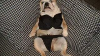 Dogs funny