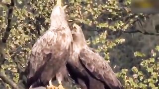Tiger vs eagle