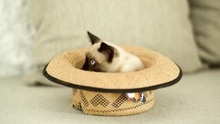 Siamese cat