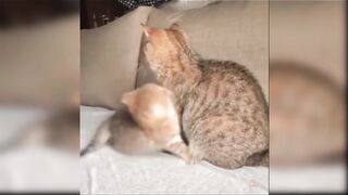 Fanny cats ????????