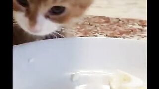 "You Won't Believe What This Cat Does When Its Owner Plays the Piano!"