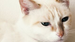 White Cat