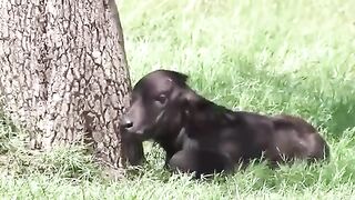 Lion kills buffalo