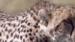 Cheetah