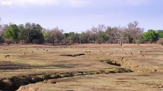 Impala Miraculously Escapes Jaws Of Leopard