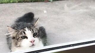 Cat vs Bird funny moment