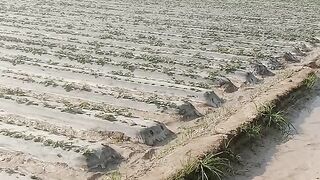 Strawberry Farming