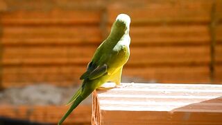 Parrot pet