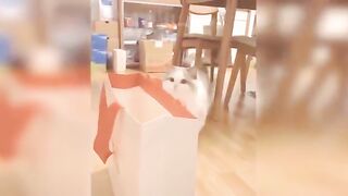cat cute and baby cute cat funny