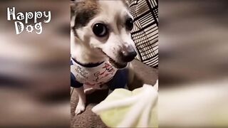 funny animal