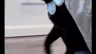 Cats and dogs