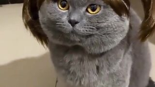 Cat funny  Vadivelu Version watch Till End.