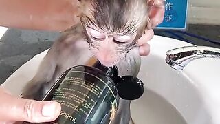Monkey funny thing