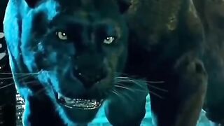 tiger and lion