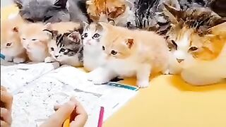 Cat animals love animals cut