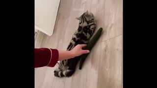 Funniest Dogs And Cat