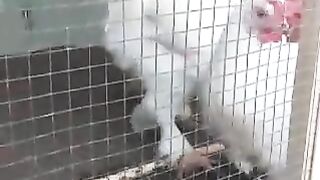 Fancy hens and cocks