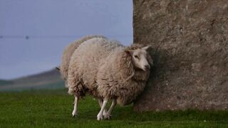 Farm Animal Name and Sound buffalo, chicken, Cow, Goat, Sheep, duck,-Animal Sounds