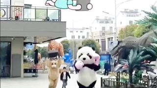 Funny panda and bear cute videos haha shorts