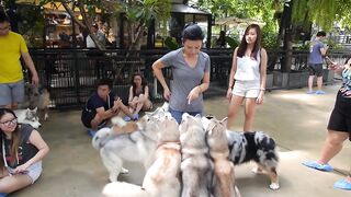 100 CURIOSIDADES sobre CACHORROS que vão te surpreender
