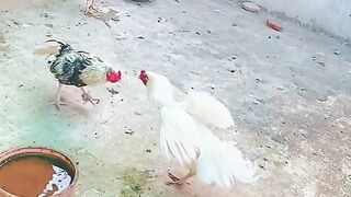 Pakistani rooster fighting