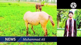 Horse is beautiful