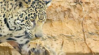 Wild animals