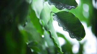 Nature background music short | 8k nature | nature video 30 second