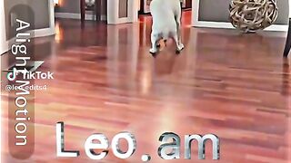 Dog Doing the moon walk????
