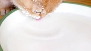 Cute cat
