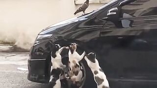 Cats lovers