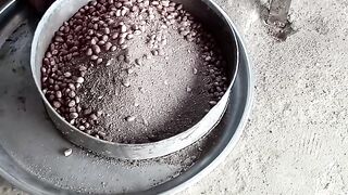 Groundnut