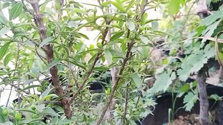 یہ چھوٹے سے پودے پہ کس چیز کا اتنا زیادہ پھل ہے