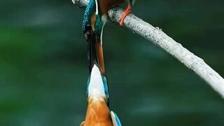 "Mesmerizing Birds: Exploring the Stunning Plumage and Unique Behaviors of Two Exotic Species"
