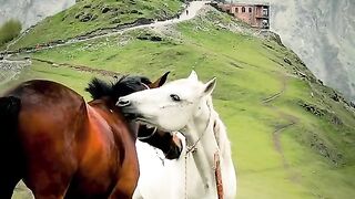 #horse