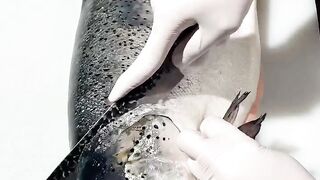 Fish cutting