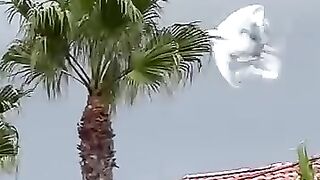 ¿Alguna vez has visto un avión