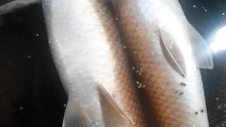 Fish video