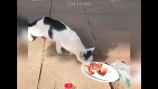 Funny cats
