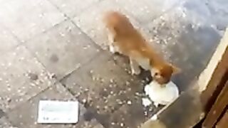 حياة القطط الجميله سبحان الله الخالق
