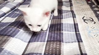 اصوات القطط البريئه احببته