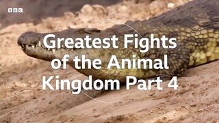 animal video