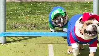 Funnydogs