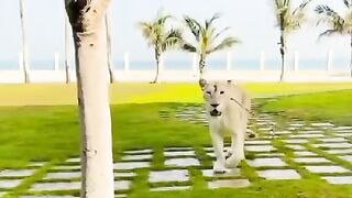 The lion is always a hunter.