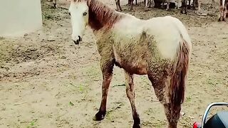 Horse video