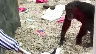 #shorts #shortsvideo #animalsvideo #animalshorts #animals #healing