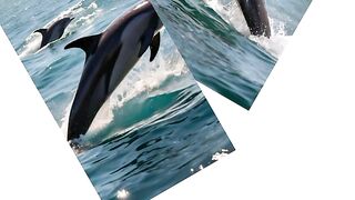 Beautiful dolphins