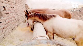 Horse food ????????????