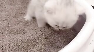 Cat love ????