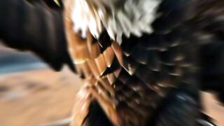 Eagles wao